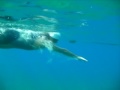 open water swiming - red sea, Eilat