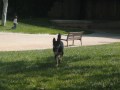 Época de abandono de perros.