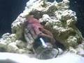 Octopus Opening a Jar to Get Dinner!