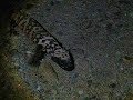 Gila Monster Lizard near our home