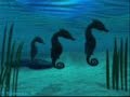 Dream by Seahorses