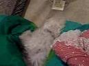 SUPER ADORABLE SLEEPY MALTESE!!!!!