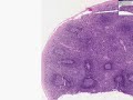 Histolog�a - Bazo