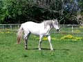 Capita, the little horse that died from Ragwort