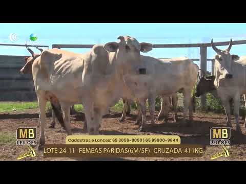 524� LEIL�O VIRTUAL MB LEIL�ES
