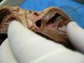 videos de heart narrated