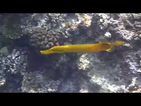 Image de prévisualisation YouTube