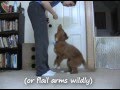 Vito the toller tricks at 5.5 months
