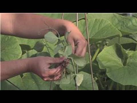 how to grow dwarf snap beans