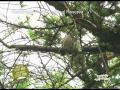 Kakamega Forest National Reserve - Lets Travel Kenya Safaris