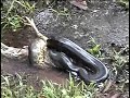 Flagrante da vida animal!!