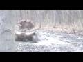 videos de muddin