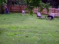 Great Danes helping with the yardwork