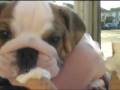 videos de Augustus the Bulldog - Doggie Ice Cream!