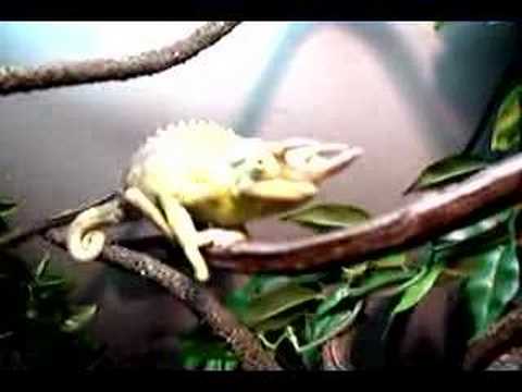 Jackson Chameleon Eating (remix)