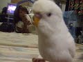 Kalihi Bird