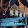 The Filthy Swine: The Man Whose Teeth Were All Exactly Alike