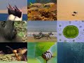Encyclopedia of Life