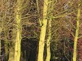 Red Squirrel and Greater Spotted Woodpecker in Northumberland 23/12/09