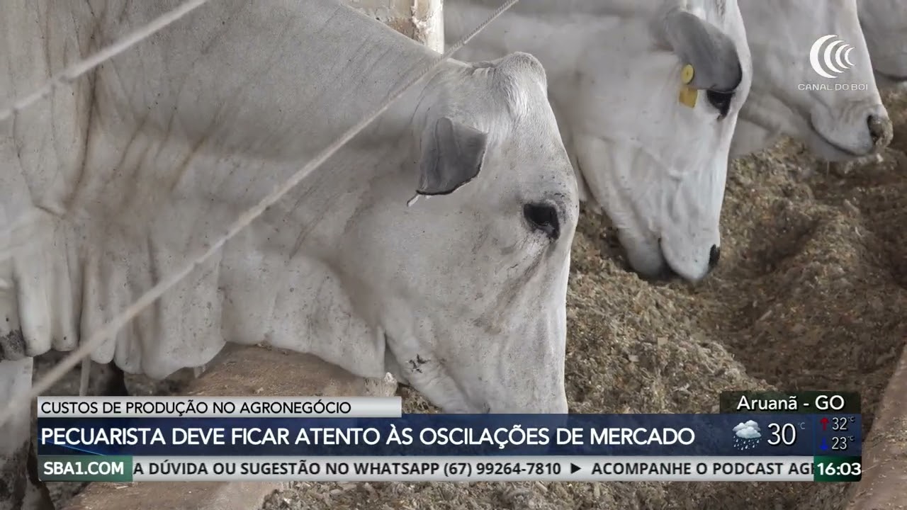 Pecuarista deve ficar atento às oscilações do mercado e dos custos de produção