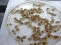 Clam Cleaning Day Clam Cleaning Day