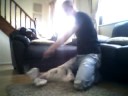 Jack Russell Terrier Stella doing tricks