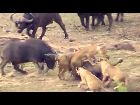 Lions Attack Buffaloes - Another Battle at Kruger