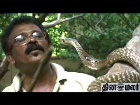 Dinamalar - Snake friend stanely, dinamalar video, dinamalar news, Tamil News, News in tamil, Video news.