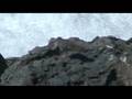 Wandering Tattler