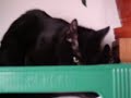cat xxx1 cat xxx1