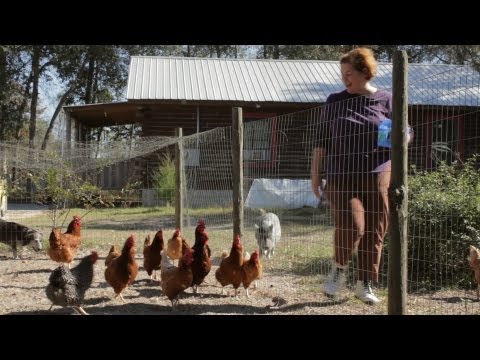 how to grow worms for chicken feed