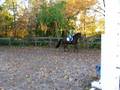 Fancy Large Pony For Sale- U/S