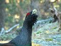 tiurleik 2008 del 5(Capercaillie display part 5)
