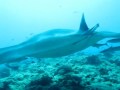 Diving Lily Beach Part I