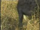 Leopard-Cub-Hyenas & Kill Pt.10