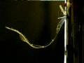 Hylozoic Soil Beesley Pore Test