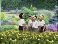 Tom's TEFL - Drama - Chicken Little in Hong Kong