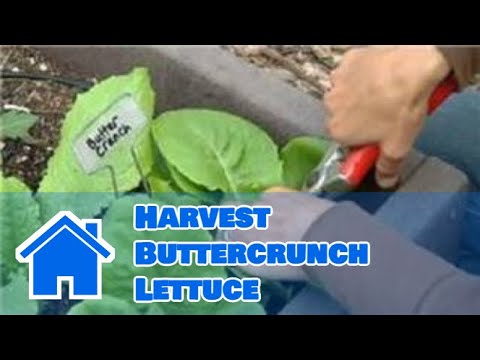 how to harvest lettuce
