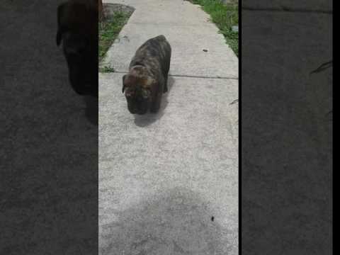 Tan collar brindle boy black mask