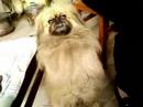 dog dog``` dog dog```
