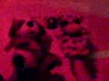 Petz Key-Petz key