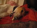 Greyhound Chewing a Bone