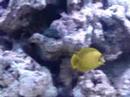 Foguinho é o nosso Pyroferus (ou Mimic-Tang). Ele é o primeiro peixe do nosso aquário marinho e está super feliz em sua nova casa, como vcs podem ver. O aquário é bem espaçoso e por enquanto ele é o dono do pedaço, tá se achando, hehehehe 