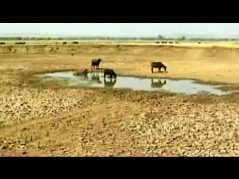 drought - Maharashtra is in the grip of the worst ever drought since 1972. Ask the politicians, and they will say it's about a shortage of rainfall. But this week, a T...