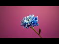 Video screenshot