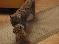 matis the lynx