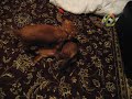 Dachsie Wrestling Dachsie Wrestling