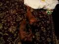 Dachsie Wrestling