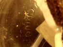 Triops Day 1