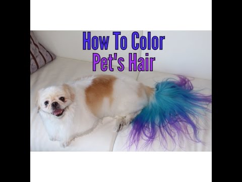 how to dye dog hair